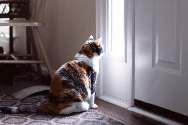 Pisică în trei culori care își așteaptă stăpânul în fața ușii, pisică supărată că a rămas singură acasă