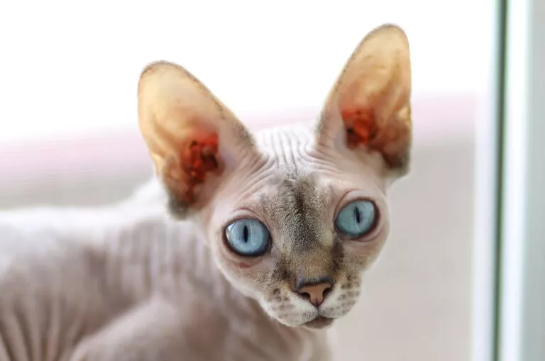 Pisica Sphinx cu ochi albastri