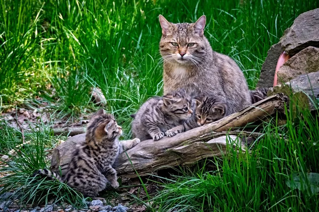 Pisica sălbatică europeană alături de trei pui lângă un copac căzut în natură