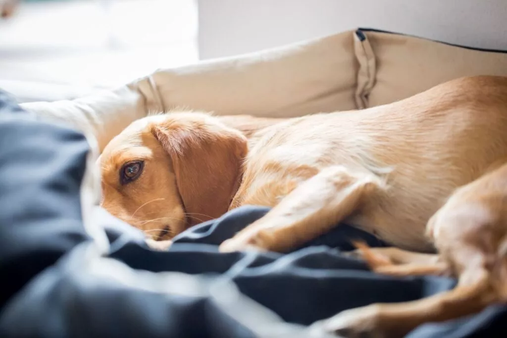 Câine care se odihnește după o criză de epilepsie