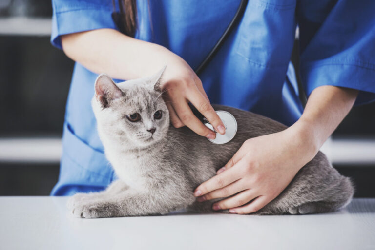 Insuficiența renală la pisici. Pisică gri consultată de medicul veterinar îmbrăcat într-o tunică albastră.