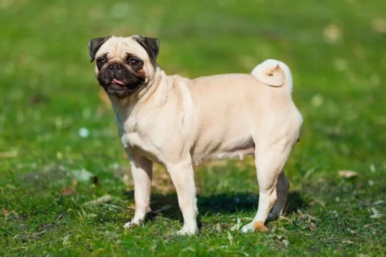 Câine pug pe iarbă verde