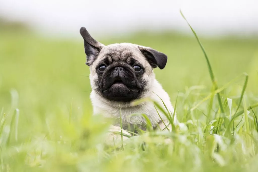 Câine mop cu fata inchisa la culoare si corpul bej care se joaca in iarba, o ureche este ridicată și una nu