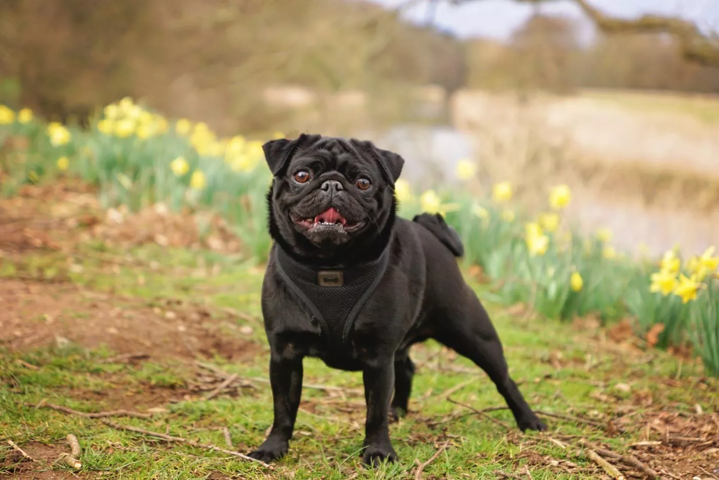 Mops negru cu gura ușor deschisa se uita către camera entuziasma pe fundal verde in antura