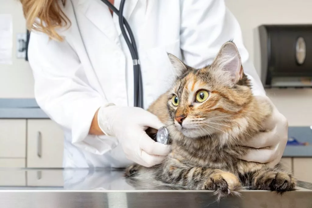 pisica cu depresie la consult veterinar