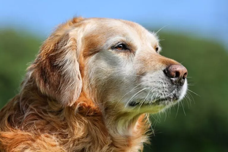 Portretul unui câine Golden Retriever bătrân cu fața albită care se uită în depărtare.