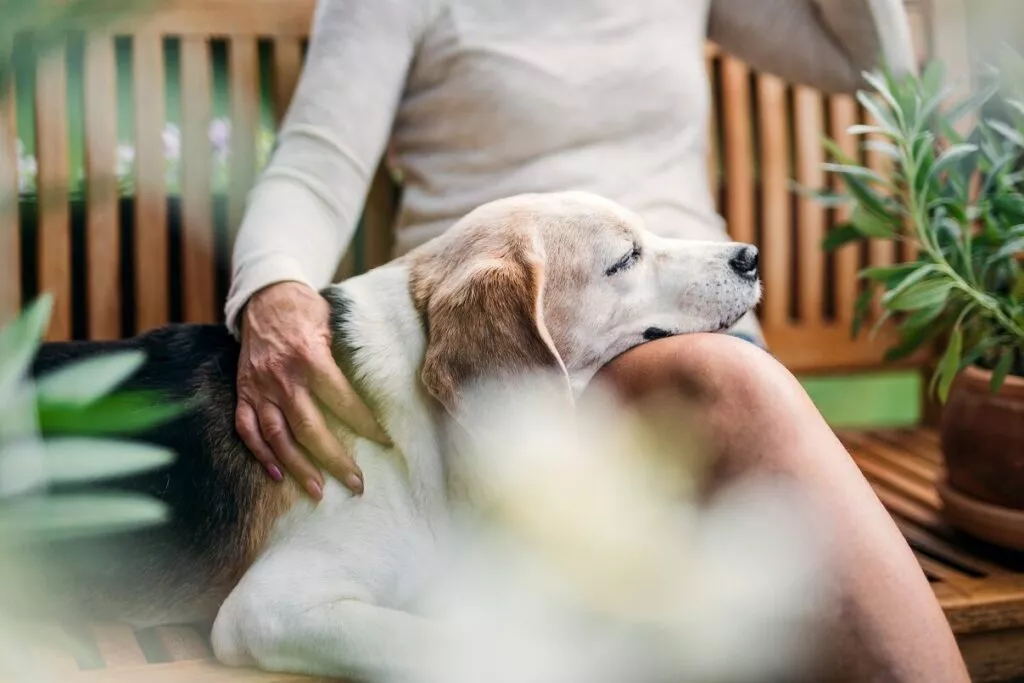 Beagle bătrân cu își odihnește capul în poala stăpânei. Câine Beagle care doarme liniștit, articol despre cum se calculează vârstă câinilor.