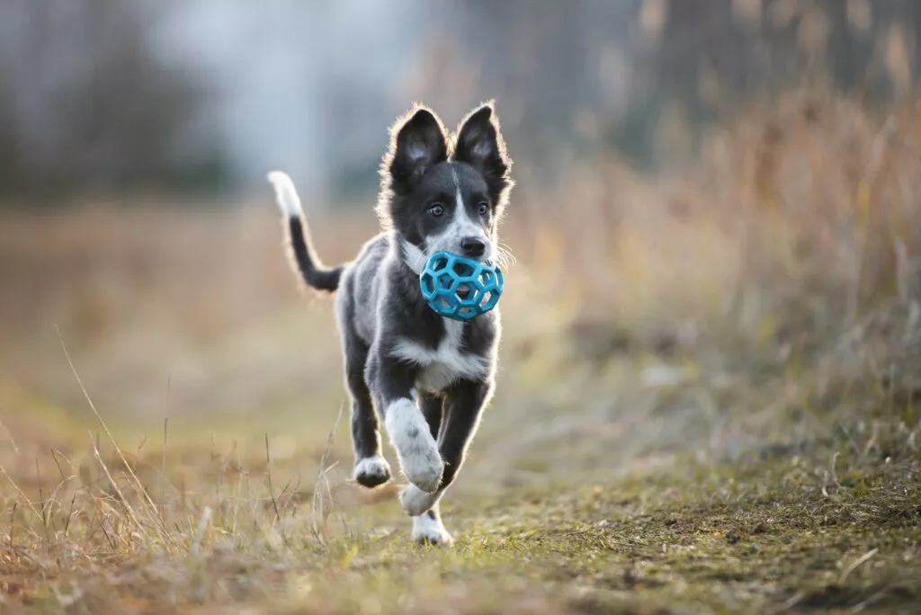 Câine care aleargă cu o jucărie albastră tip minge în gură. Are urechile ciulite, blana neagră cu pete și vârful cozii albe.