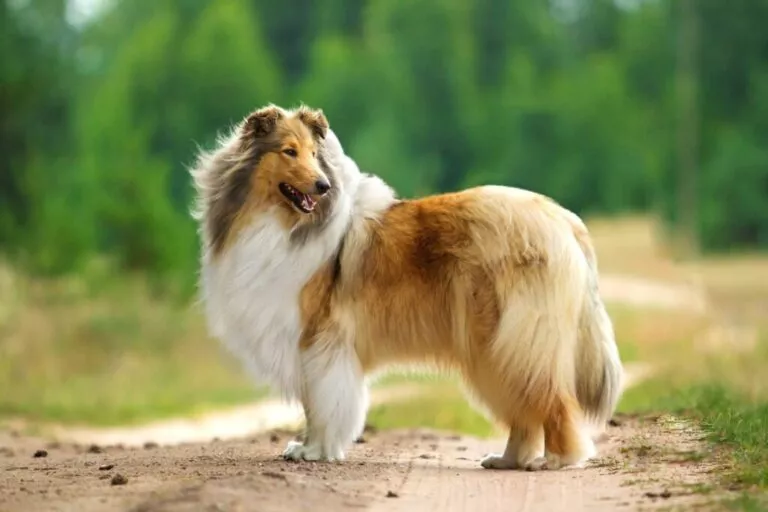 Collie cu păr lung in natură. Rough Collie cu pieptul alb și blană blondă-maronie