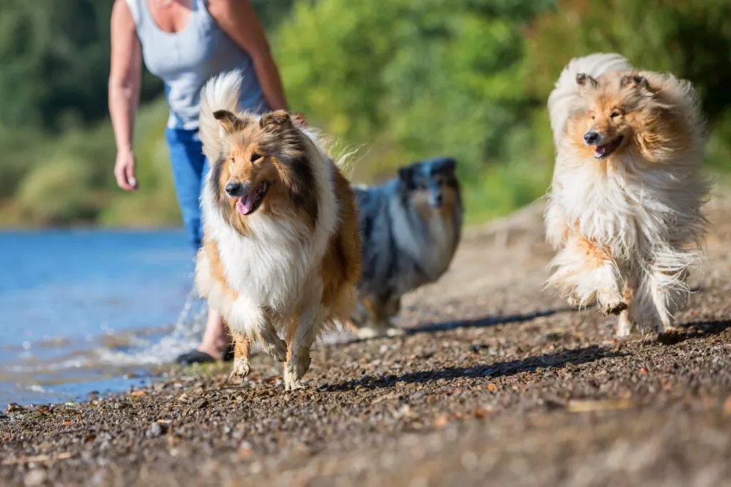 Caini Rough Collie care aleargă pe marginea unei ape alături de stăpân