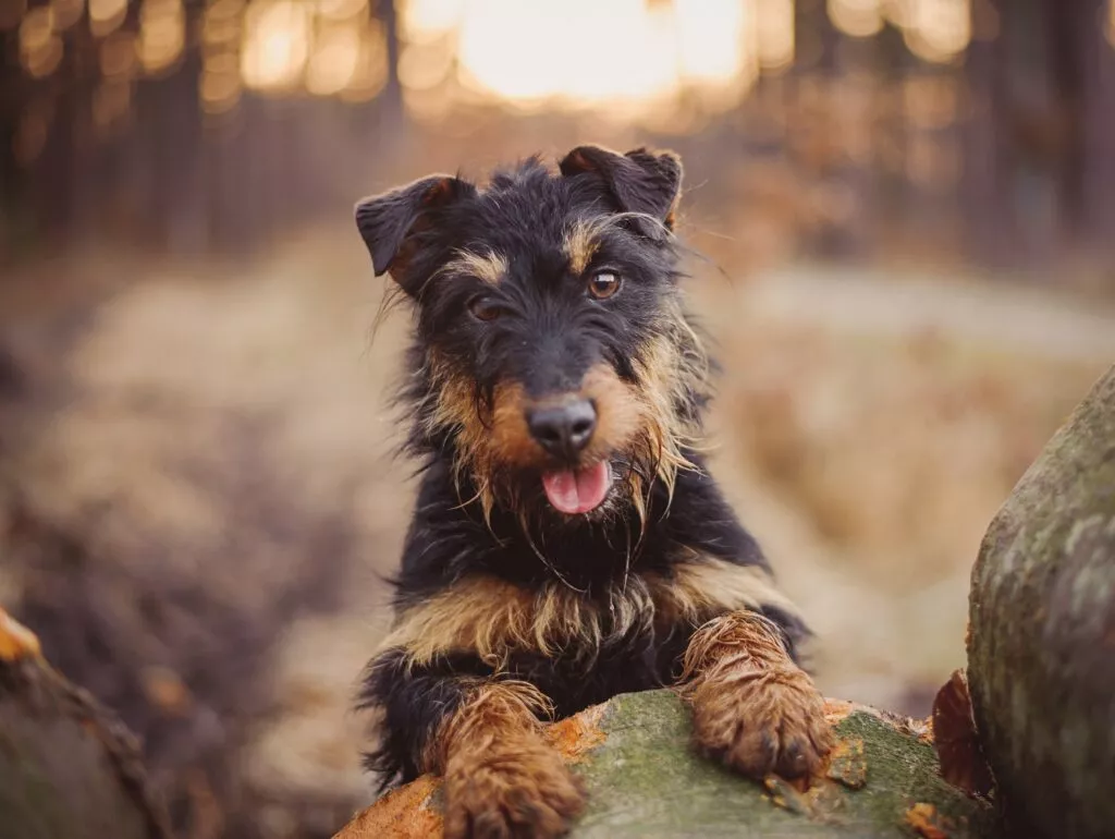 Câine din rasa Terrier German de Vânătoare (Jagdterrier) - portret, câine cu limba scoasă afară și lăbuțele din față sprijinite de o piatră