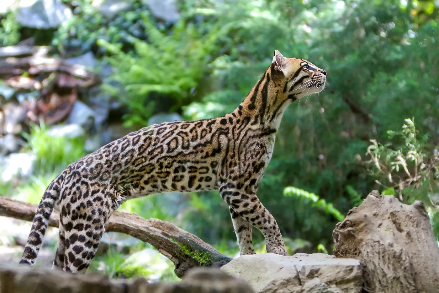 Ocelot văzut din profil, blana cu pete, dungi și rozete lungi închise la culoare. Ocelot în pădure, habitatul său natural.
