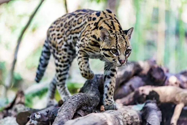 Ocelot care merge tiptil prin pădure