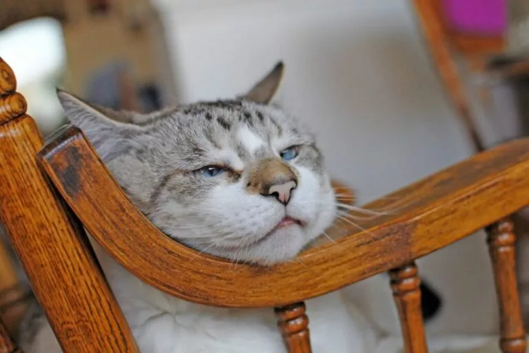 Pisică birmaneză cu ochi albaștrii, bot alb și mască gri. Pisica este bătrână aproape adormită și stă cu bărbia pe mânerul unui scaun de lemn brun. Articol despre Simptomele senilității la pisici in ghidul zooplus pentru feline