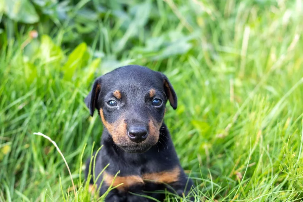 Pui de terrier de vânătoare german drăguț care stă în grădină pe iarbă