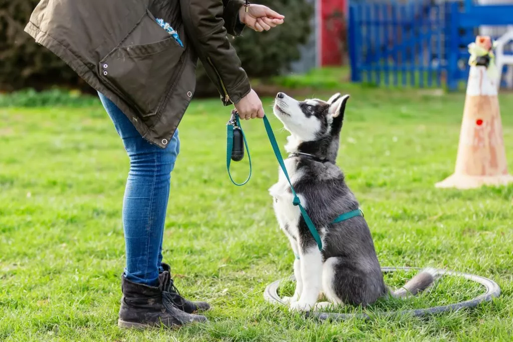 Pubertatea la câini, pui de husky care ascultă atent o comandă la dresaj, se uită în sus la mâna dresoarei