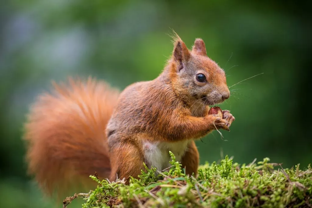 Veveriță roșcată care mănâncă o nucă pe fundal verde