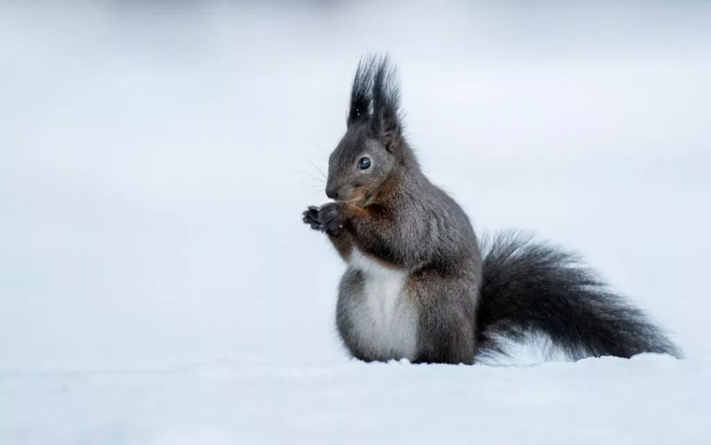 Veveriță Neagră care stă în zăpadă și ronțăie ceva.