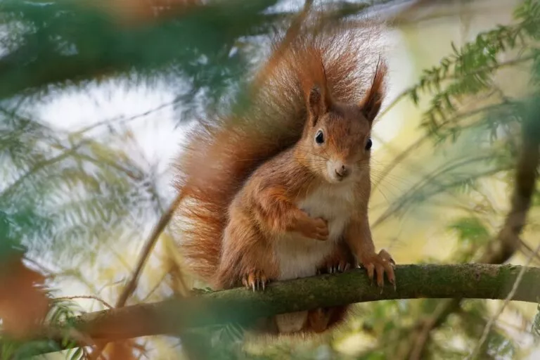 Veverița roșie cu coada stufoasa care stă pe o creangă într-un copac