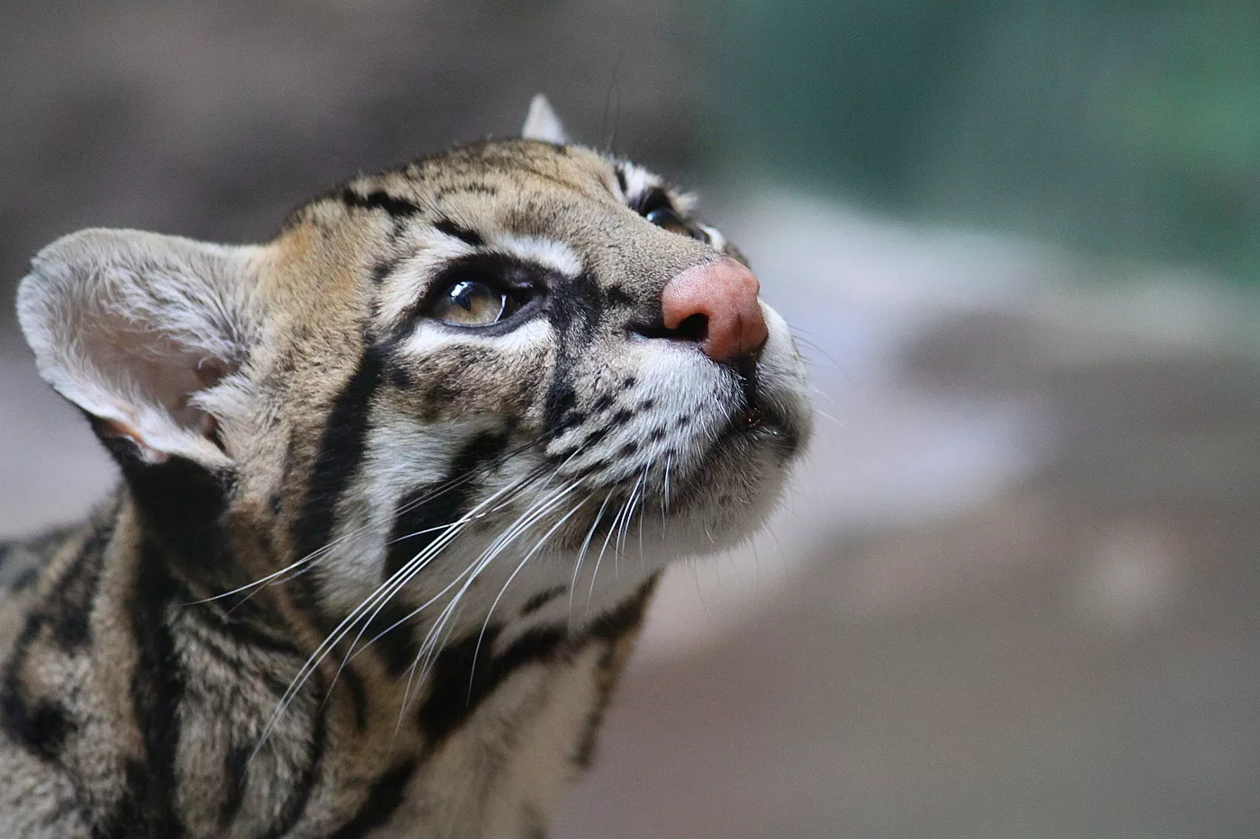 Fotografie tip portret cu fața ocelotului, cap lunguieț, cu urechi rotunjoare, mustăți lungi și albe, fața cu colorație albă, dungi negre și maroniu pe creștet, nas roz închis și ochi de felină maro Chihlimbar