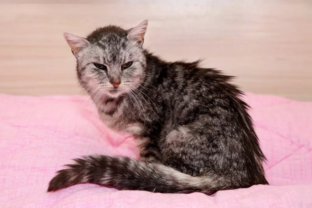 Pisică de casă bătrână cu blana zburlită pe spate, stă pe o pătură roz bonbon. Articol despre senilitatea la pisici