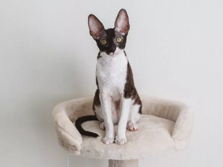 Pisică Cornish Rex Alb cu negru, ochi galbeni pe un pat suspendat pentru pisici din material pufos bej