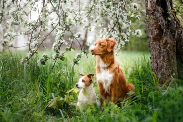 Doi câini, unul alb de talie mică și un câine roșcat cu pieptul alb, stau unul lângă celălalt pe iarbă lângă un copac cu flori albe