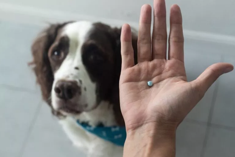 Un câine care se uită în sus la o mână cu o pastilă pentru câini