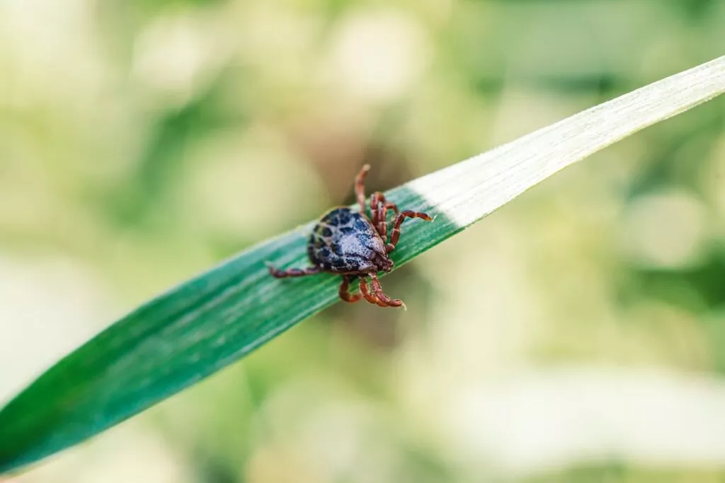 Căpușă Dermacentor marginatus cunoscută pentru că provoacă babesioză. Căpusă neagră cu linii maronii. Majoritatea mamiferelor pot fi afectate: oi, vite, căprioare, câini, oameni, iepuri de câmp, arici