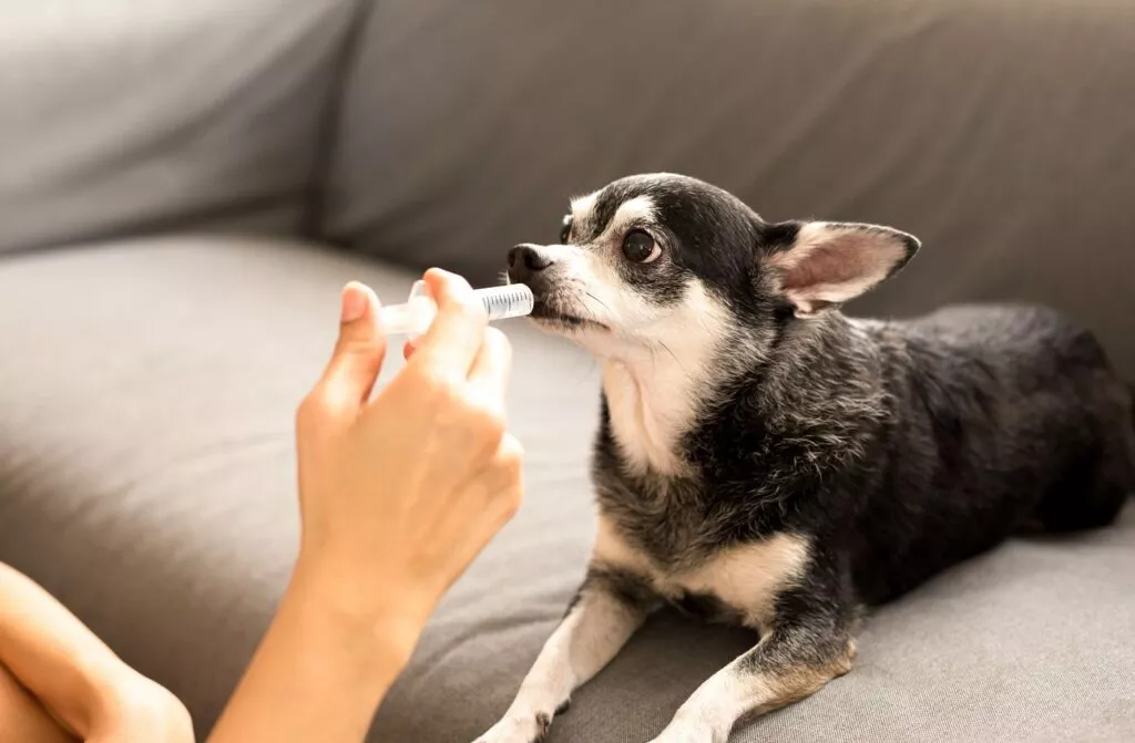 femeie dă medicamente câinelui chihuahua cu o seringă