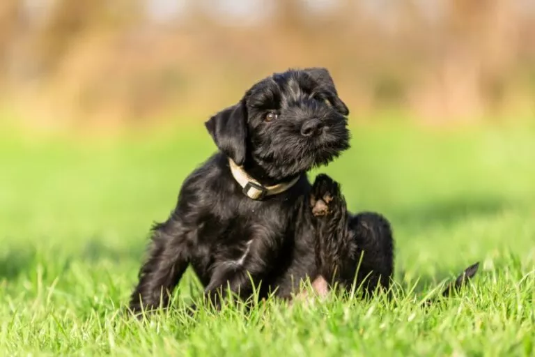 Câine negru mic se scarpină cu lăbuța din spate pe iarbă
