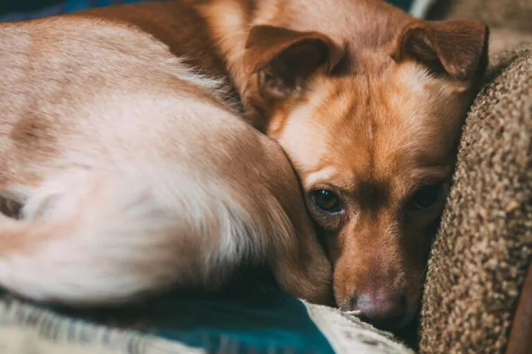 Câine maro care stă strans covrig, articol despre depresia la caini