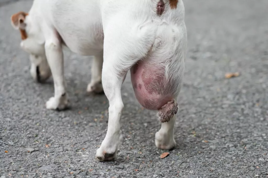 O tumoare foarte mare pe coapsa unui Jack Russell Terrier.