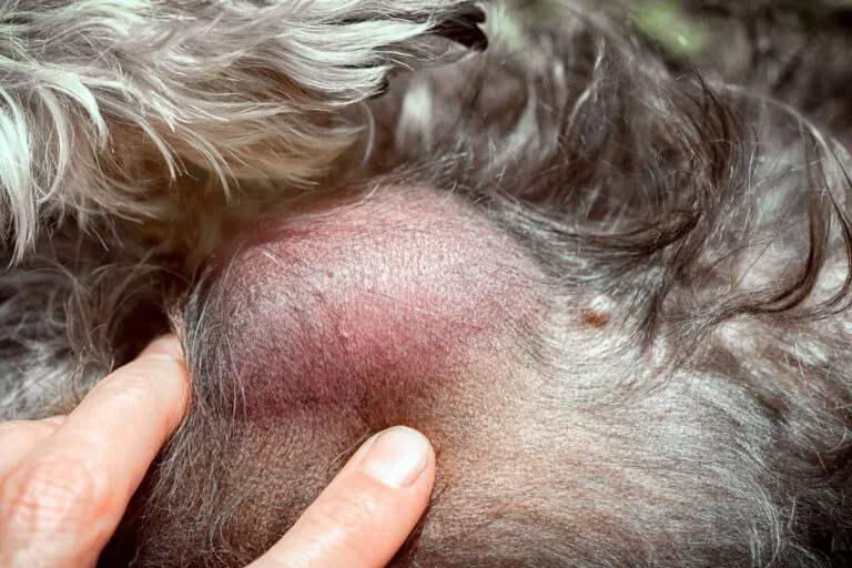 O umflătură în pielea unui câine. Aceasta poate fi un lipom. Articol despre lipomul la câine