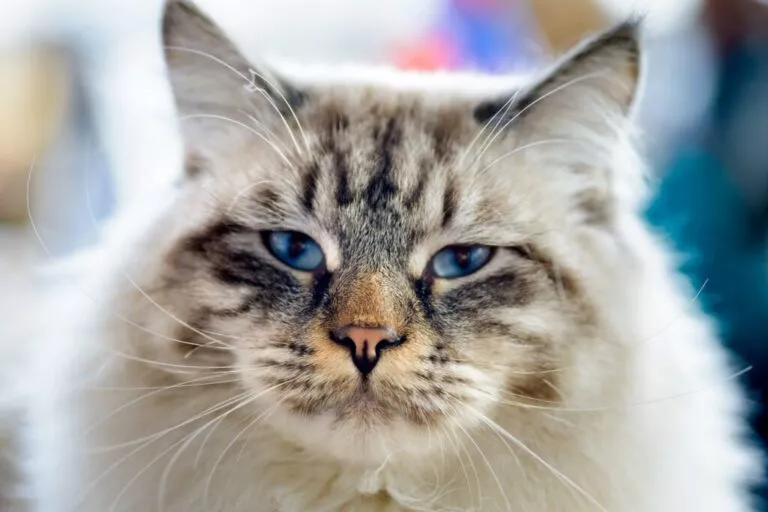 Portretul unei pisici Ragamuffin, ochi albaștri și blana bej
