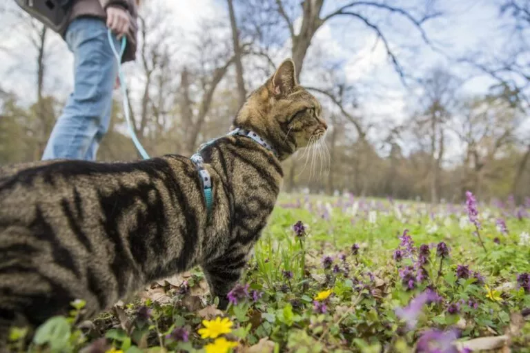 Pisica tigrată la plimbare prin parc în lesă, lesa cu ham este de culoare bleu și are model cu buline negre