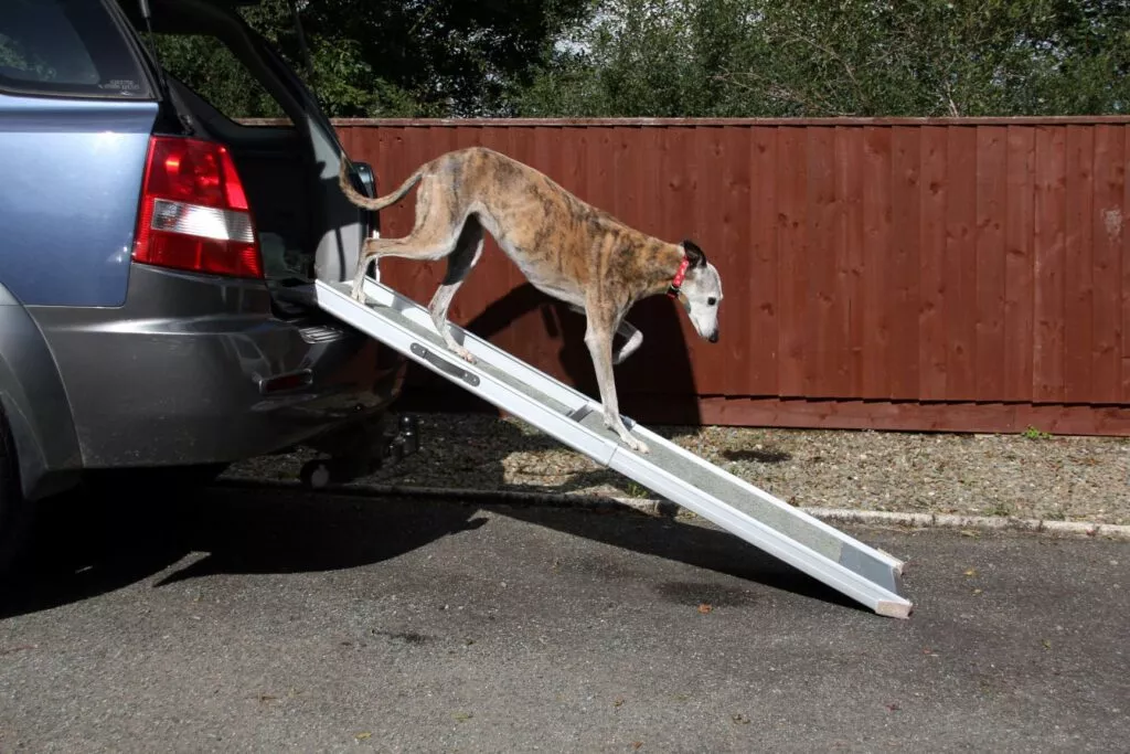 Câine care coboară din mașină cu ajutorul unei rampe. Câine bătrân cu mobilitate redusă