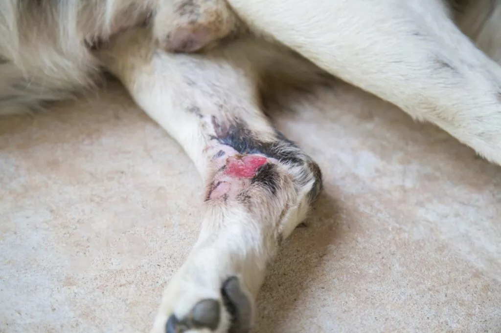 Câine alb cu rană deschisă pe interiorul labei din spate. Numai laba din spate