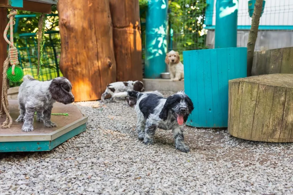 Pui de English Cocker Spaniel care se joacă într-o grădină special amenajată la o crescătorie de câini. Pietriș, jucării din lemn colorate și patru pui de câine.