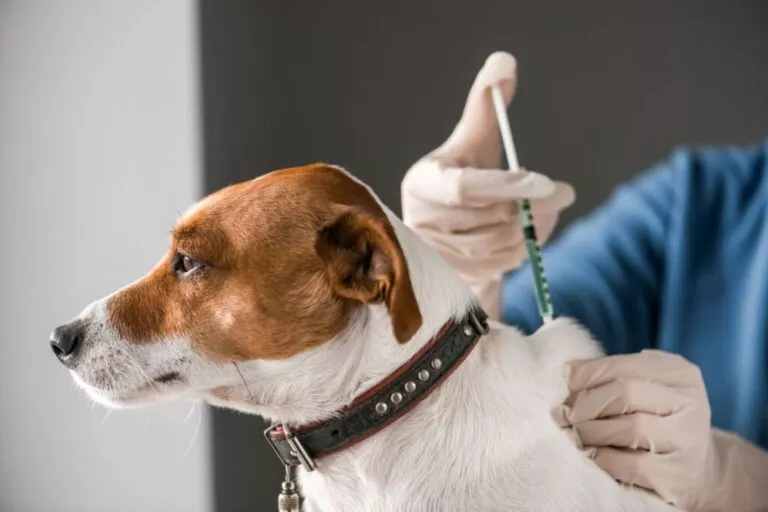 Câine Jack Russel Terrier este vaccinat de veterinar. Vaccinarea cainilor