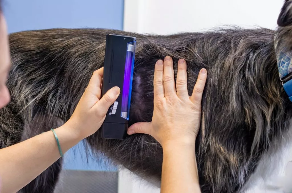 Torsoul unui câine este verificat de ciuperci pe piele cu lumină violetă