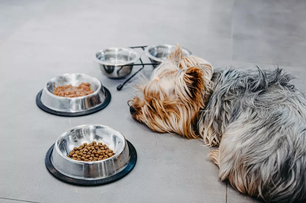 Câine Yorkshire Terrier bolnav sau in depresie, refuză să mănânce. Fara pofta de mancare
