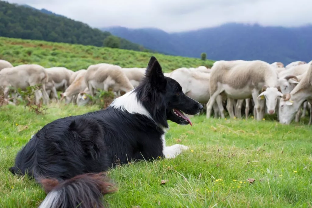 Border collie pe câmp cu turma de oi, se relaxează pe iarbă