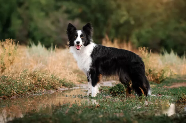 caine border collie adult lab cu negru pe camp se uita spre camera cu gura deschisa