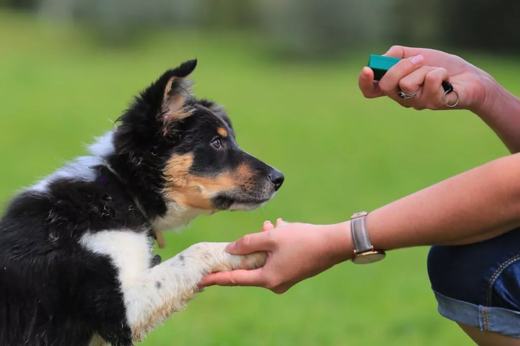 Pui de border collie la dresaj cu ajutorul unui clicker pentru câini, câinele dă lăbuța în palma stăpânului