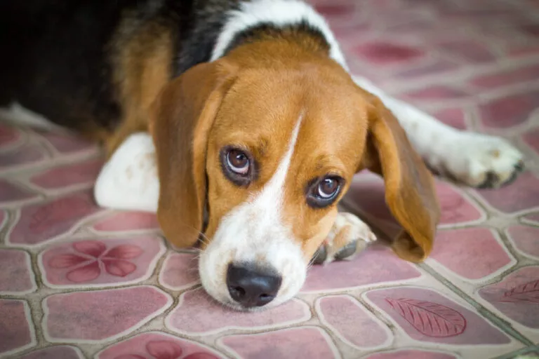 Beagle drăguț care stă obosit pe jos și se uită în sus la cameră