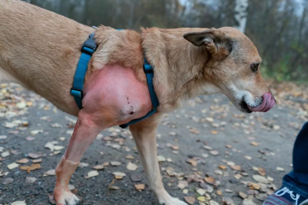 Rana în curs de vindecare a unui câine după îndepărtarea chirurgicală a unui lipom.