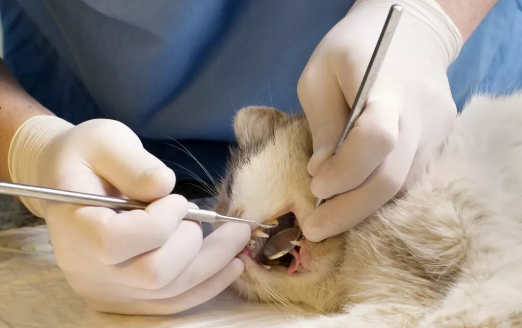 Poziționarea greșită a dinților trebuie tratată de un veterinar.