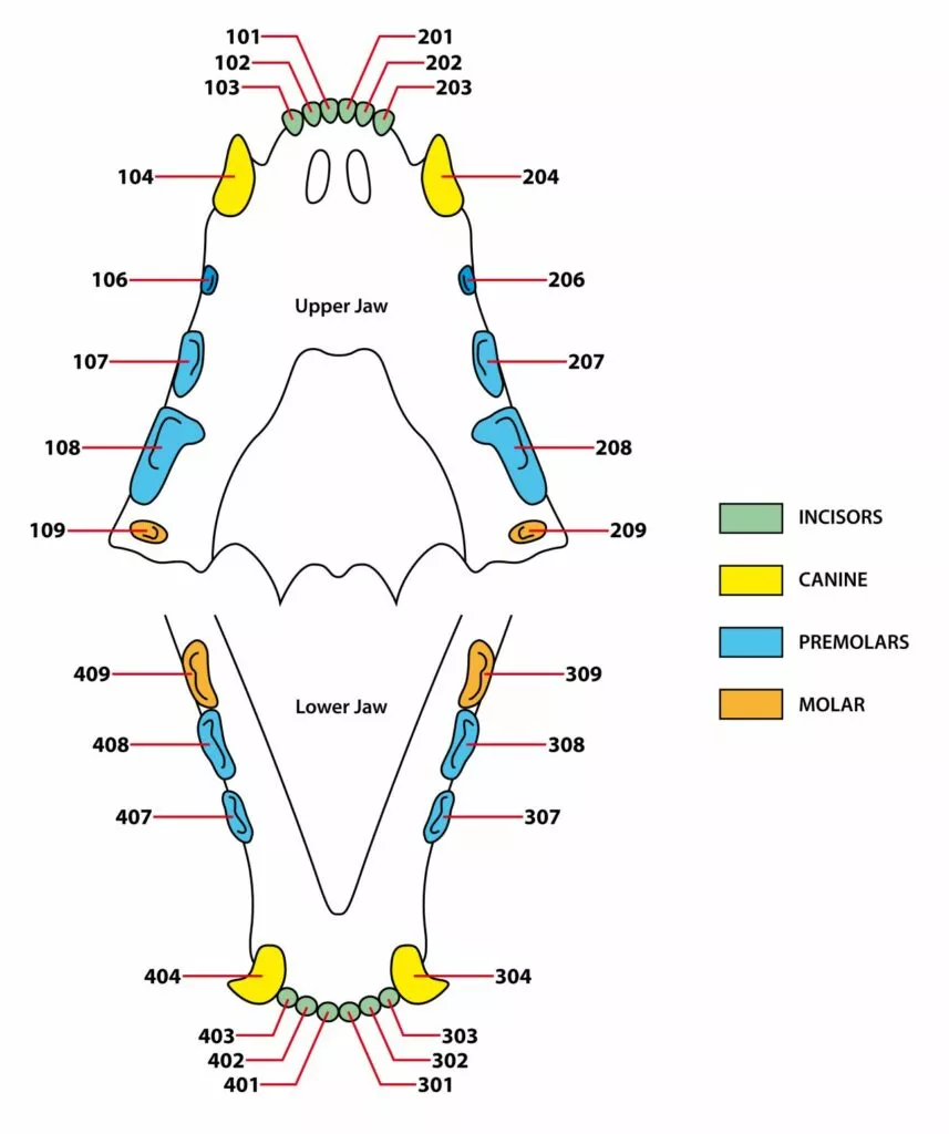 Ilustrație structura dentara la pisicile adulte