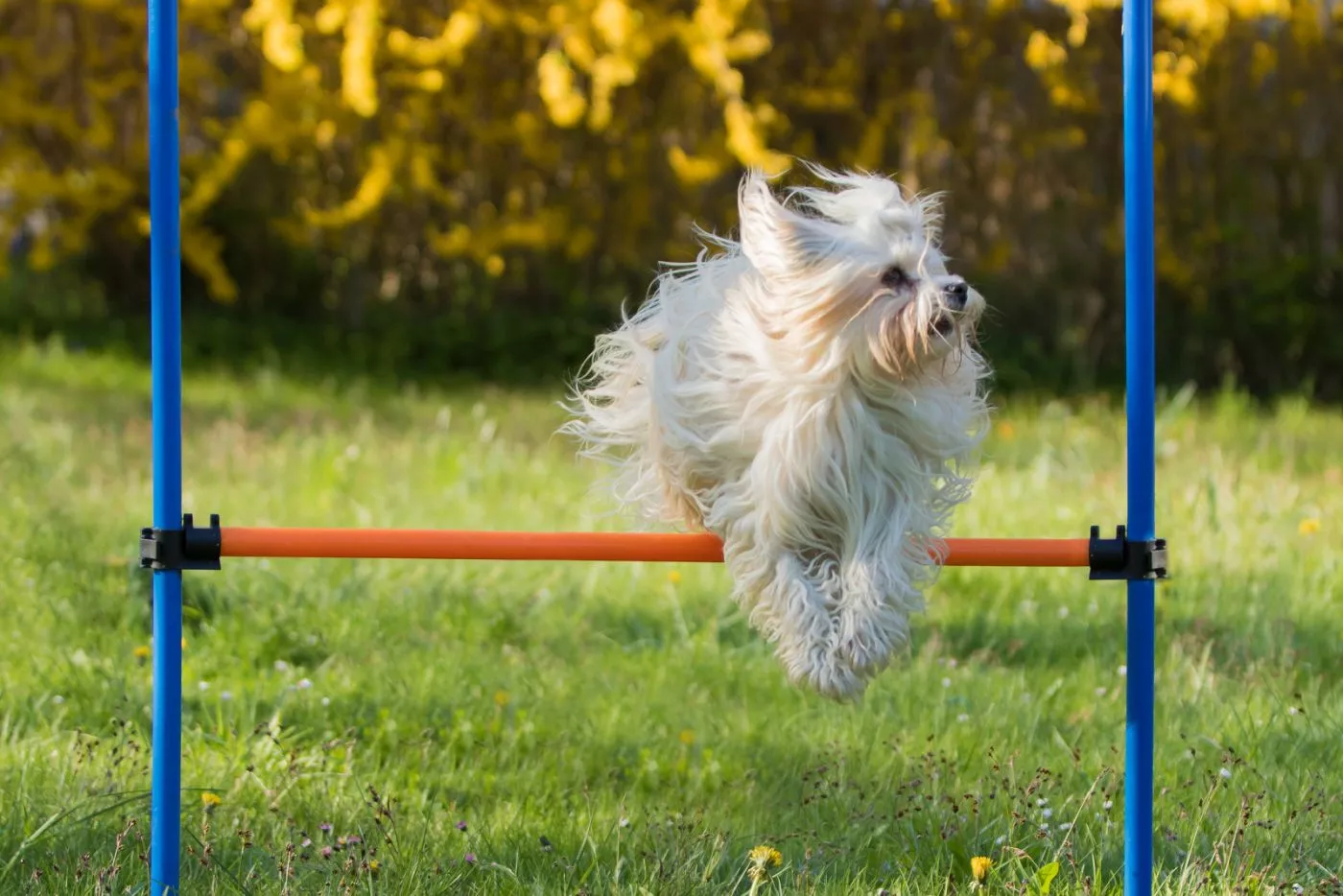 Bichon Havanez care se joacă cu un set de Agility